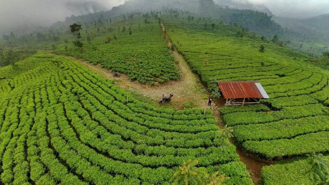 Kebun Teh Medini