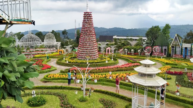 Lokasi Taman Bunga Celosia