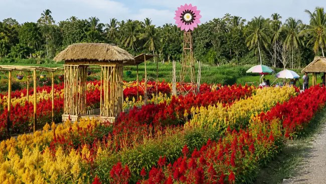 Sun Flowers Belayu