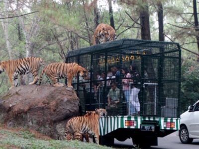Taman Safari Prigen Jadi Destinasi Favorit Liburan Keluarga dengan Koleksi Satwa Terlengkap